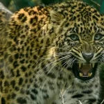 इस जिले में तेंदुए का आतंक, मासूम बच्ची को बनाया शिकार…फैली दहशत