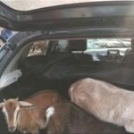 खड़े ट्रेलर से टकराई तेज रफ्तार कार, डिक्की खुली तो अंदर से निकला कुछ ऐसा कि फटी रह गई आंखें