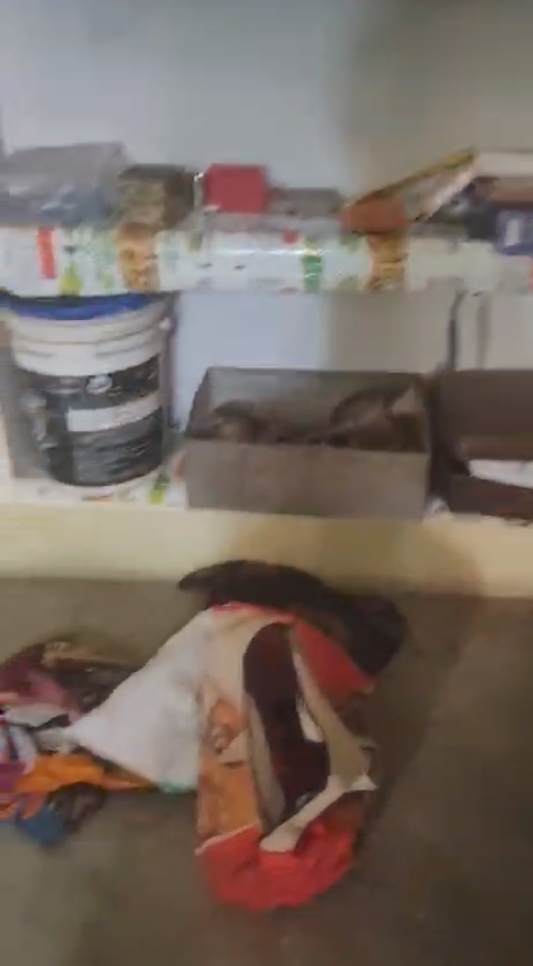 up-auraiya-crime-thieves