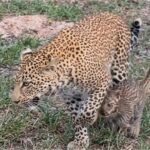 जंगल की रानी बच्चों संग लौटीं घर, देखें दिल छू लेने वाली VIDEO