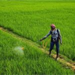 पेस्टिसाइड्स के लगातार संपर्क से कैंसर का खतरा 150% तक बढ़ा, नई स्टडी में बड़ा दावा