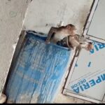भीषण गर्मी में इंसान ही नहीं, बेजुबान भी बेहाल: पानी की टंकी में राहत खोजते दिखे बंदर