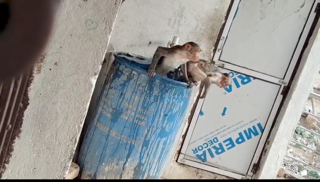 heatwave-hits-humans-and-anima