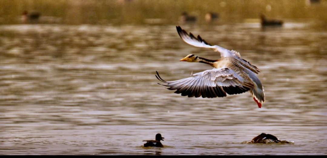 shekhar-lake-ramsarsite-up-