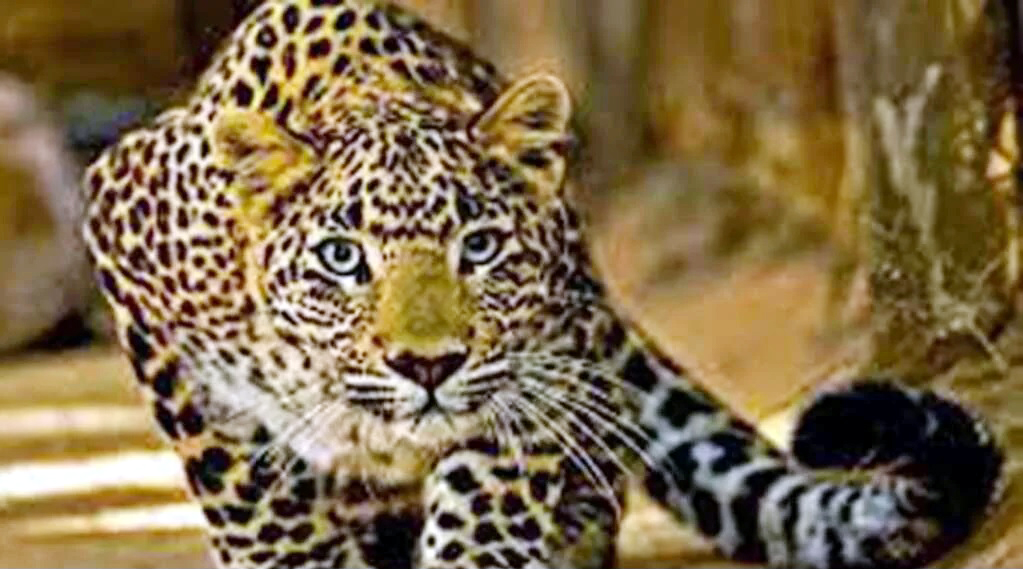 jyoli-village-bhimtal