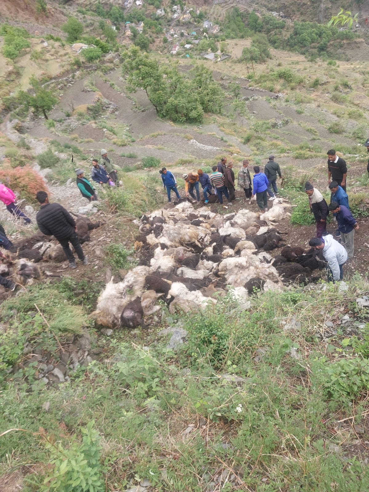 livestock-farmers-suffer