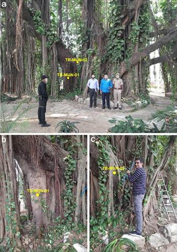 munger-700-years-banyan-tree-