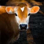 याेगी सरकार की पहल पर कानपुर में संवर रही ‘गोवंश की सेहत