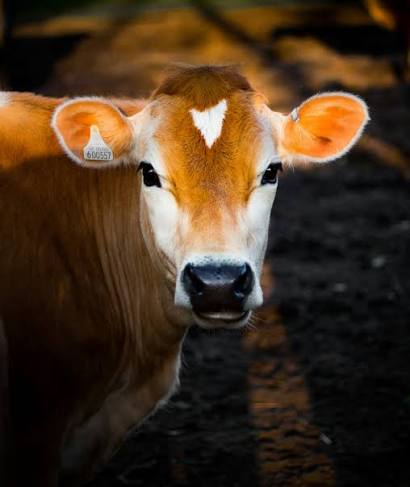 health-of-cattle-is-improving-