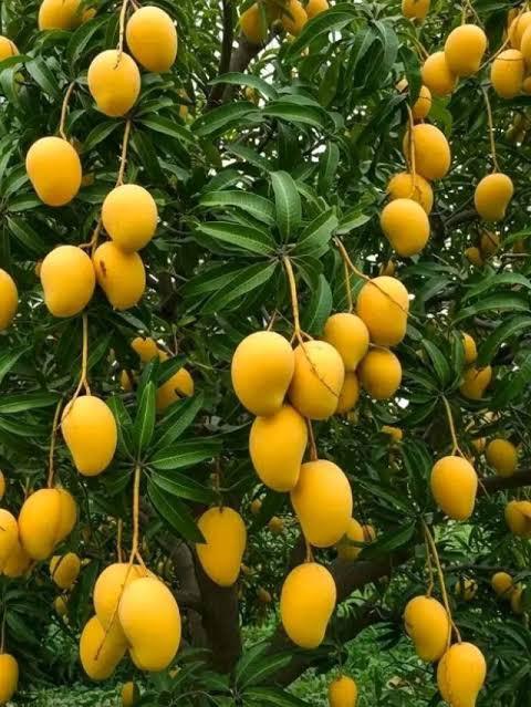 dusseri-langda-mangoes-dubai-