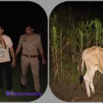 देवबन्द पुलिस ने मुठभेड़ में गौकशी का प्रयास कर रहे गोकश को किया गिरफ्तार