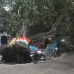 बिजनौर में बारिश से जनजीवन प्रभावित, सिविल लाइन चौकी पर पेड़ गिरने से कई बाइक क्षतिग्रस्त