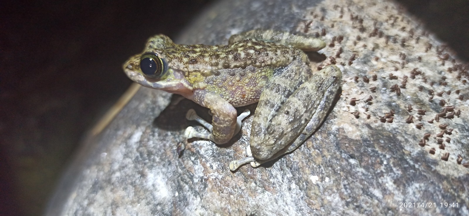 shodh-frag-amolops-marmoratus